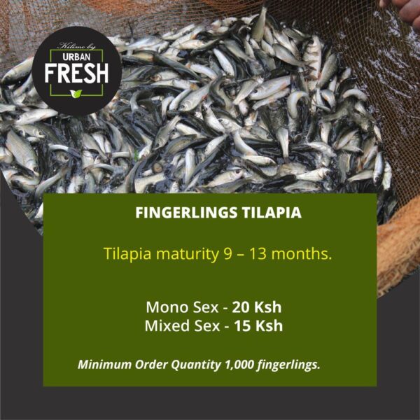 Tilapia Fingerlings