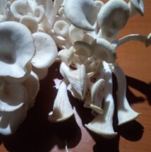 Oyster Mushrooms